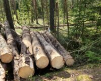 В Новгородской области выявлено семь экологических преступлений